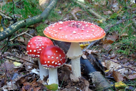 Onder moeders paraplu