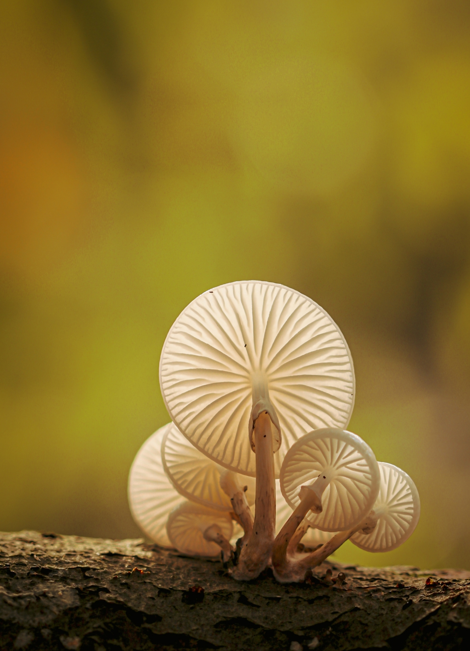 Onderkant van de prachtige porseleinzwam - Schimmels - Porseleinzwam