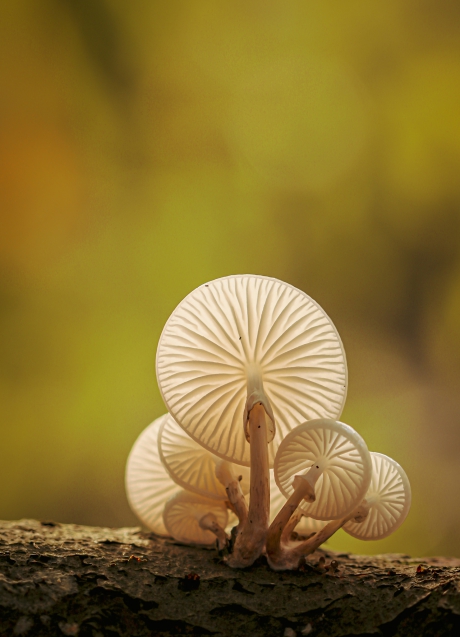 Onderkant van de prachtige porseleinzwam