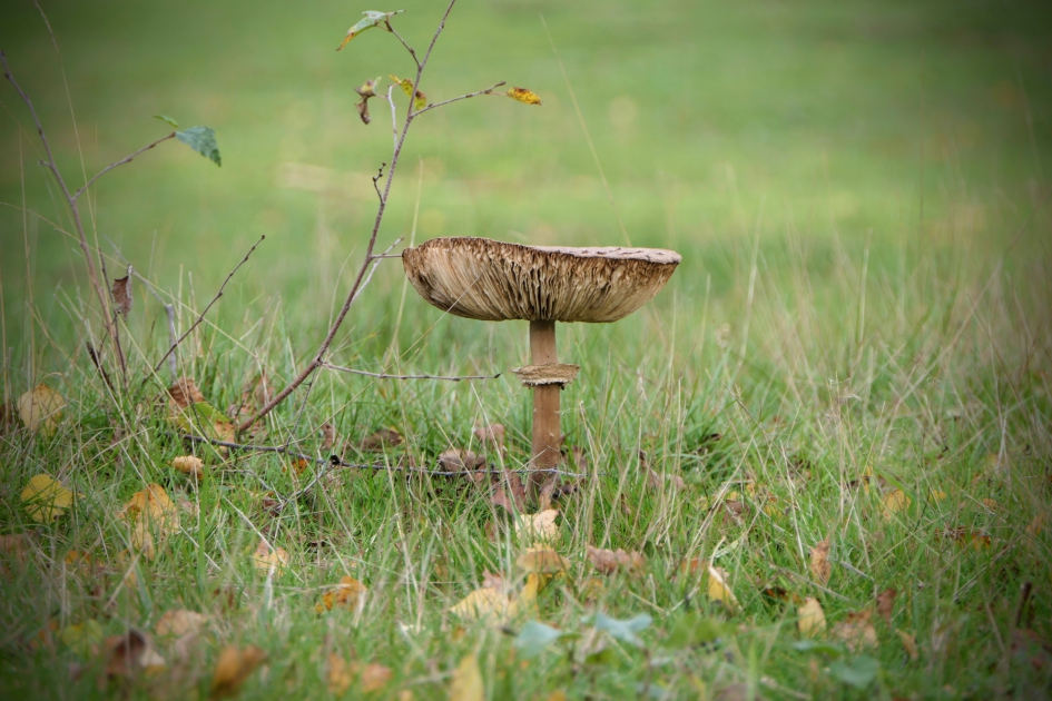 Only the lonely. - Schimmels - Parasolzwam