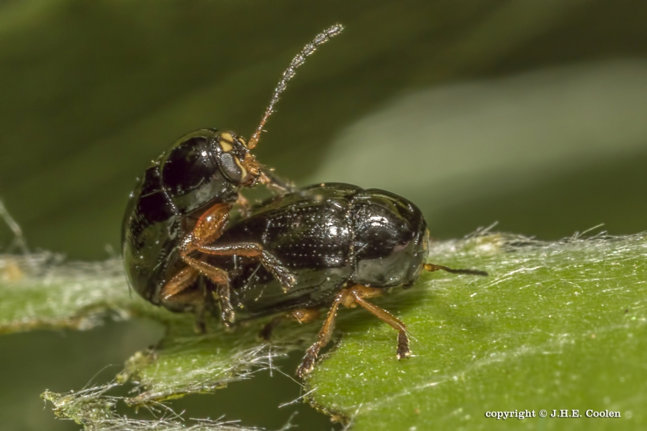 Oogvlek steilkopje (Cryptocephalus ocellatus) - Geleedpotigen - Oogvlek steilkopje
