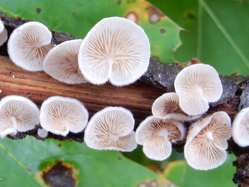 Oorzwammetje - Schimmels - Oorzwammetje