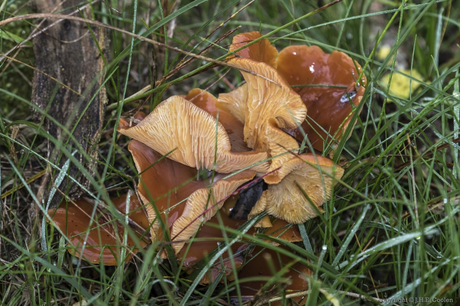 Paddenstoel 2 - Schimmels - 