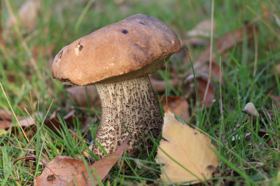 Paddenstoel - Schimmels - 