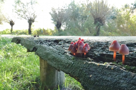 Paddestoelen overal
