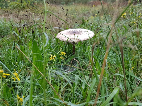 Parasolzwam