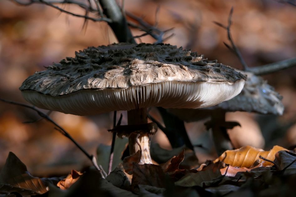 Onder moeders...... - Schimmels - 