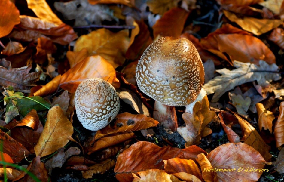 Parelamanieten - Schimmels - Parelamanieten