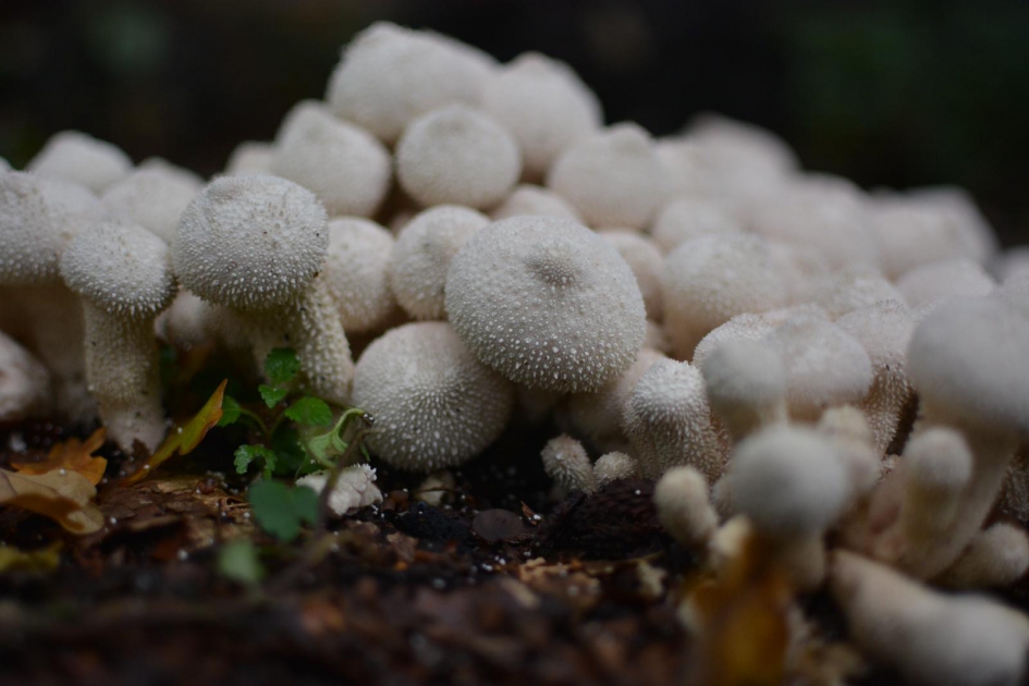 Parelstuifzwam - Schimmels - Parelstuifzwam