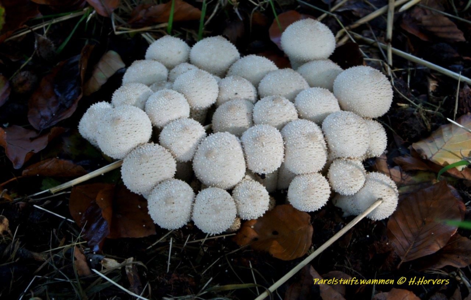 Parelstuifzwammen - Schimmels - Parelstuifzwammen