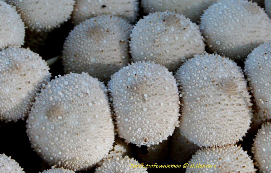 Parelstuifzwammen - Schimmels - Parelstuifzwammen