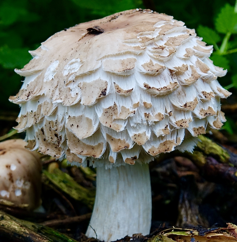 Parasol met Schubben - Schimmels - Knolparasolzwam