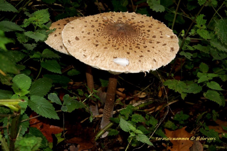 Parrasolzwammen - Schimmels - Parrasolzwammen