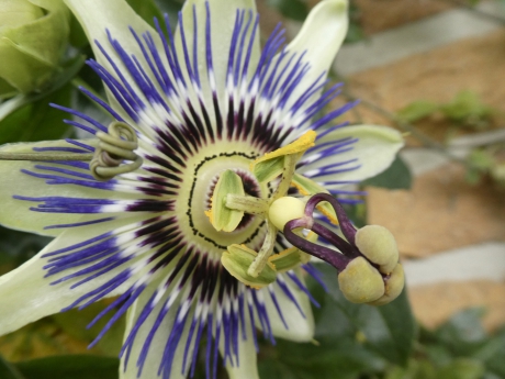 Passiebloem