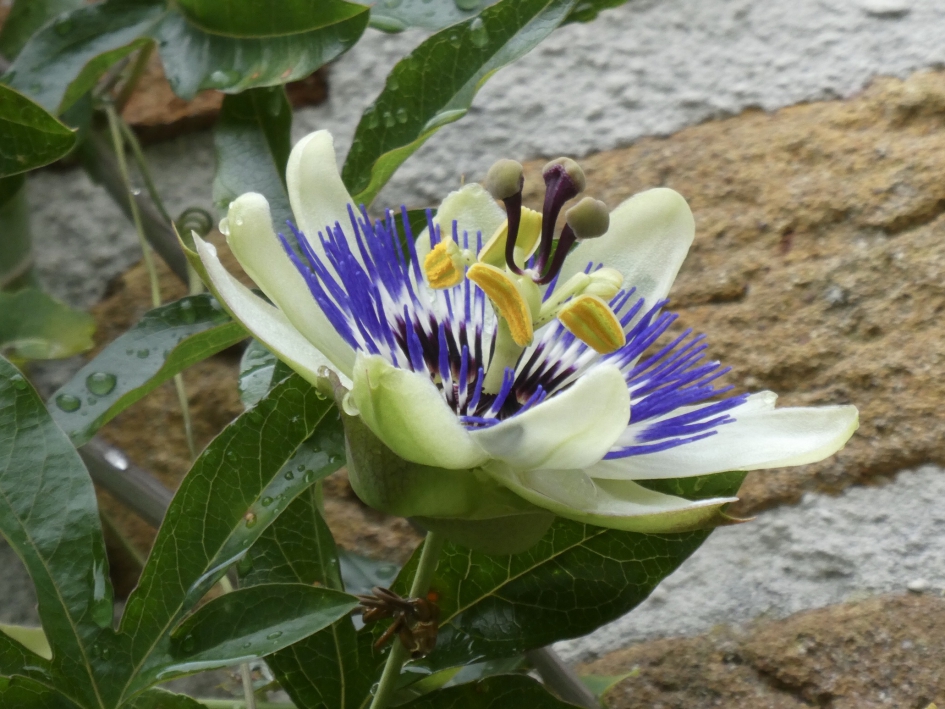 Passiebloem - Planten - 
