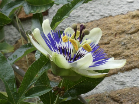 Passiebloem