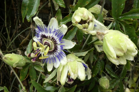 Passiebloemen