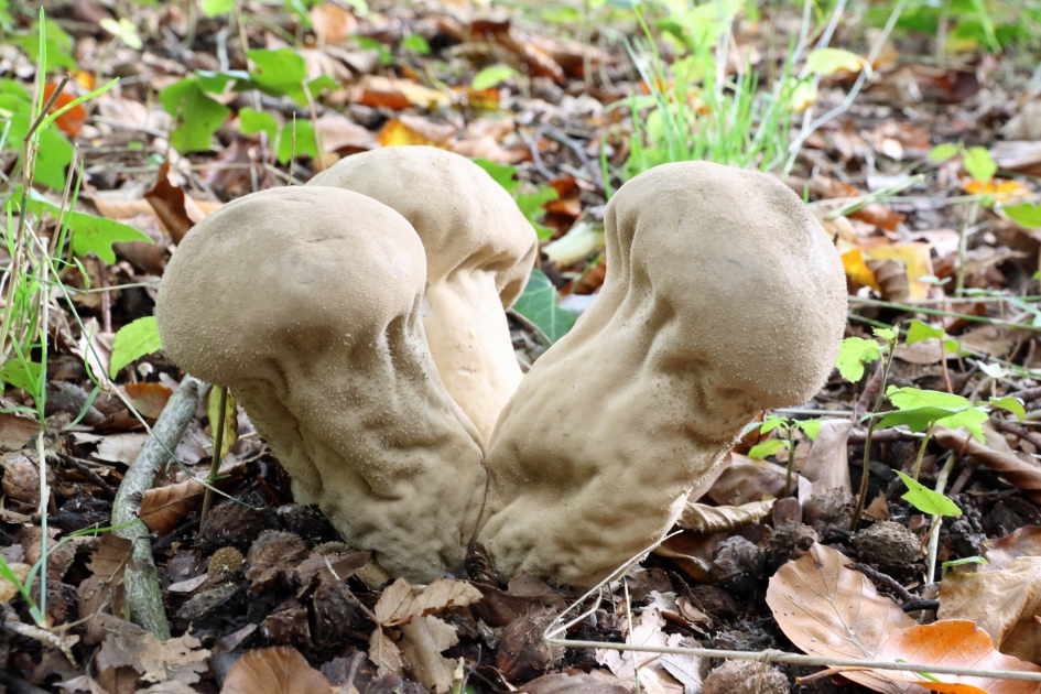 Plooivoetstuifzwammen - Schimmels - 