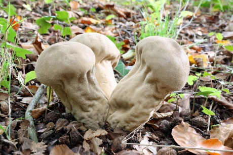 Plooivoetstuifzwammen