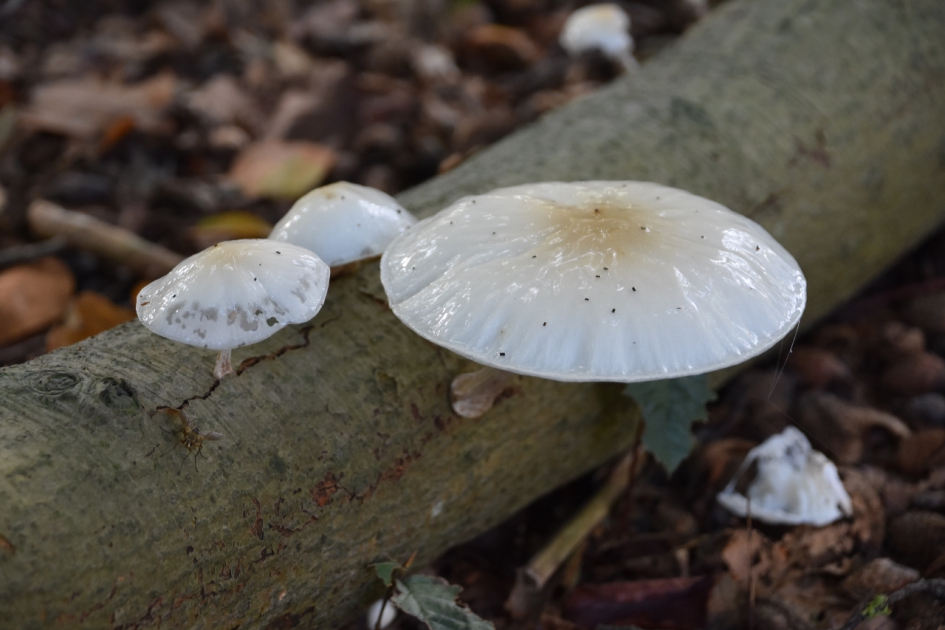 Porceleinzwam - Schimmels - 