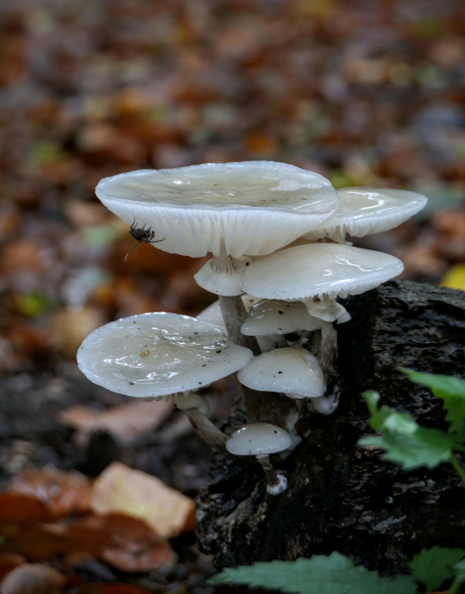 "Porseleinfontein" - Schimmels - Porseleinzwam