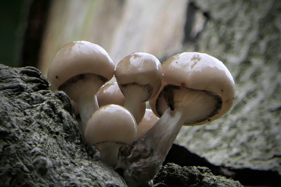 Porseleinzwam - Schimmels - Porseleinzwam