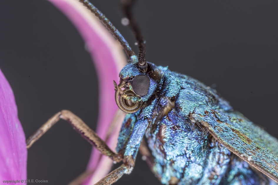 Portret van.... - Geleedpotigen - Metaalvlinder