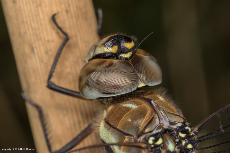 Portret van.... - Geleedpotigen - Paardenbijter