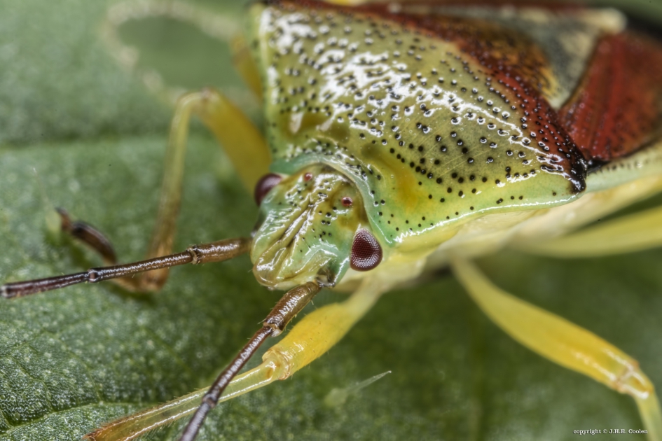 Portret van een..... - Geleedpotigen - Berkenkielwants