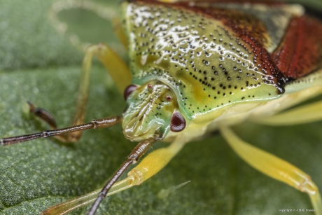 Portret van een.....