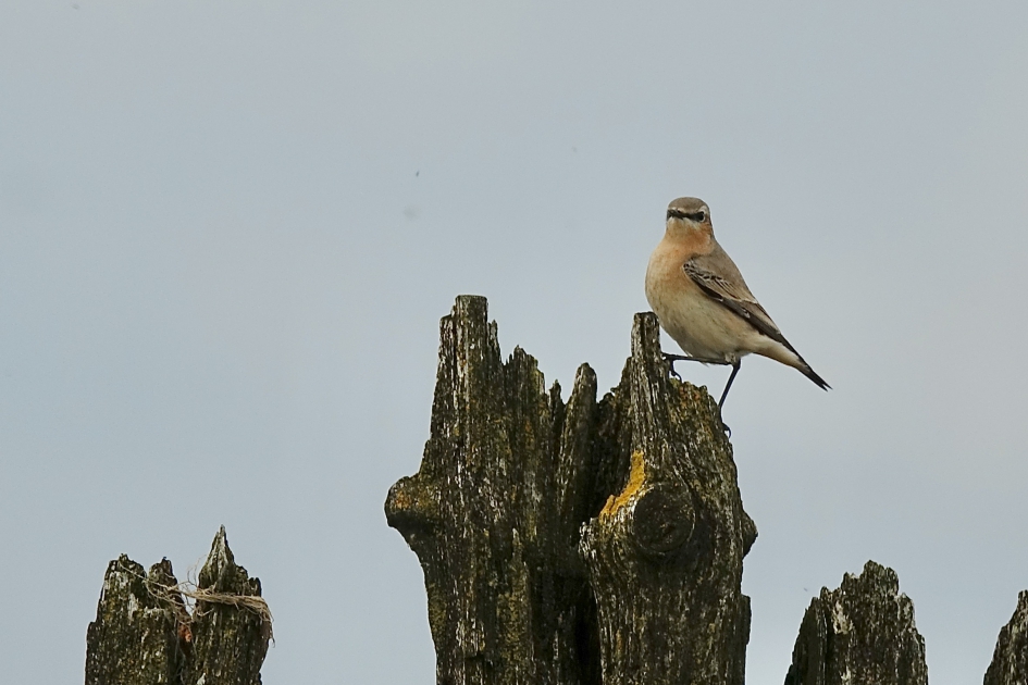 Poserende Tapuit - Vogels - Tapuit