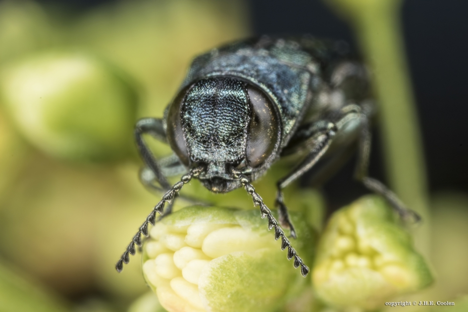 Prachtkever  (Agrilus sp.) - Geleedpotigen - Prachtkever