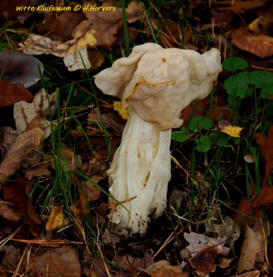 Rare Snuiter ... - Schimmels - Witte Kluifzwam