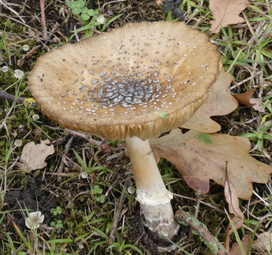 Rechtop - Schimmels - 