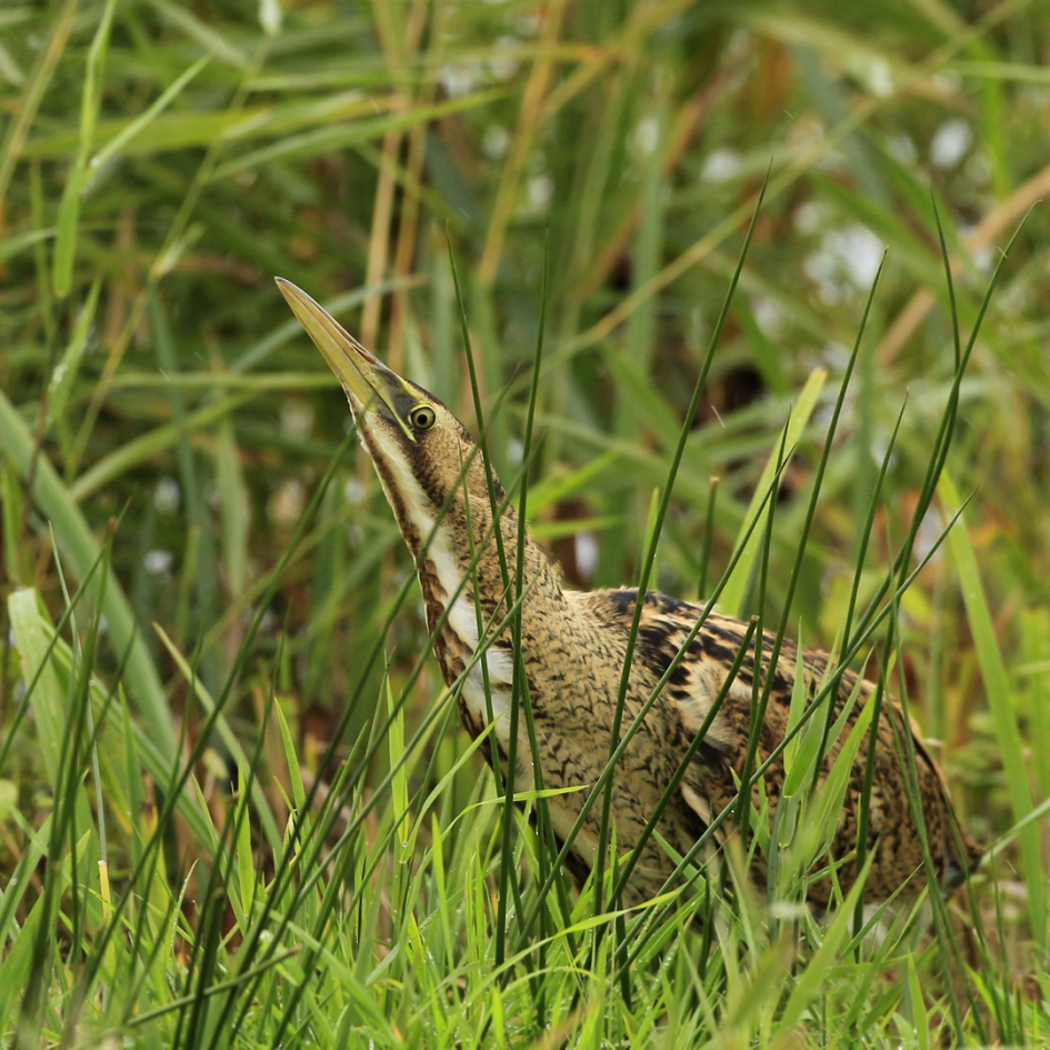 Roerdomp - Vogels - Roerdomp