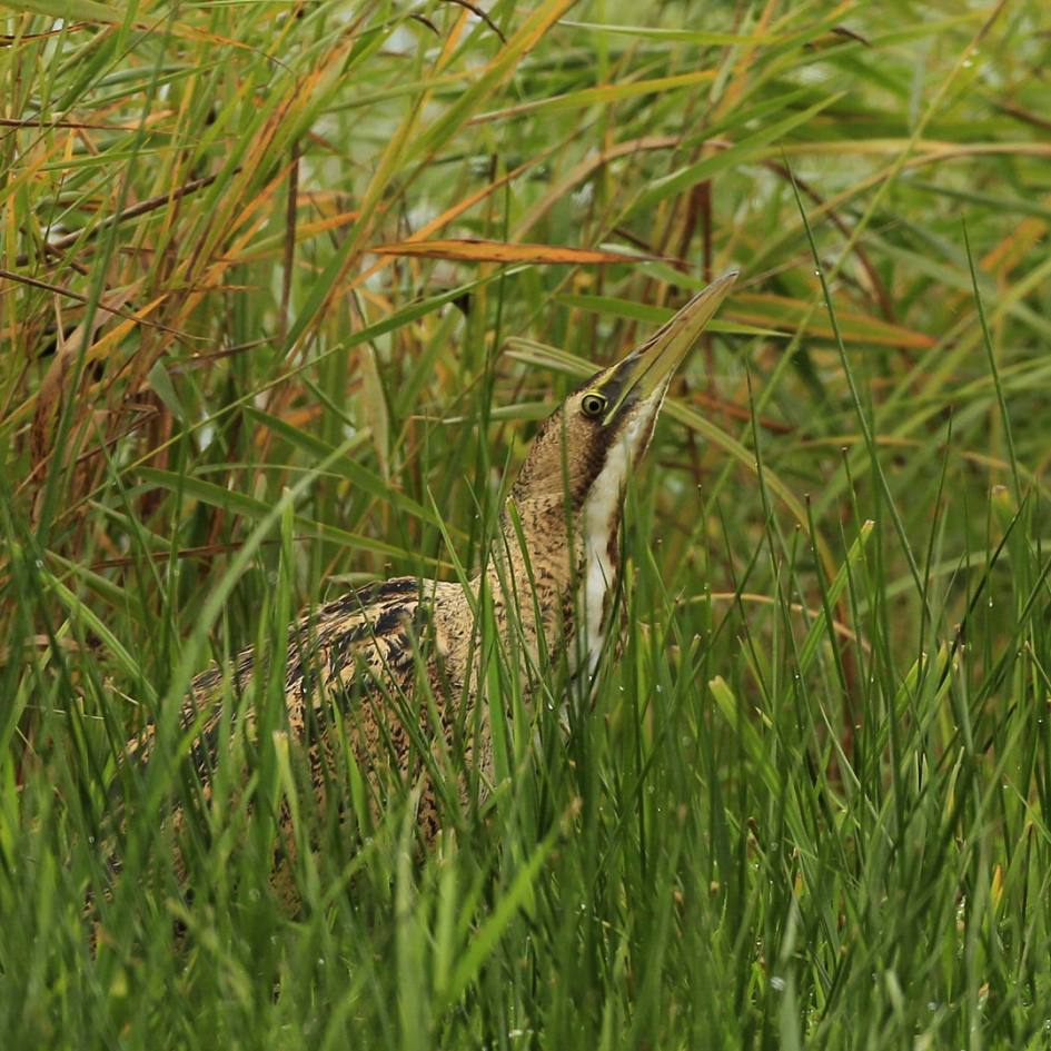 Roerdomp II - Vogels - Roerdomp