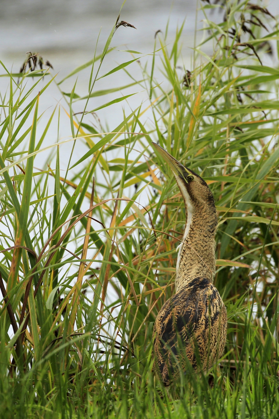 Roerdomp III - Vogels - Roerdomp