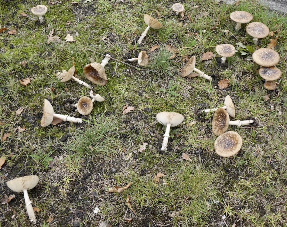 Rommeltje - Schimmels - 