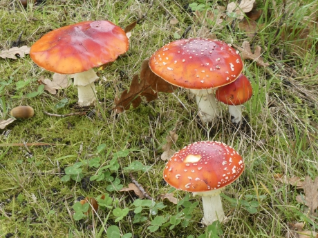 Rood met en zonder witte stippen