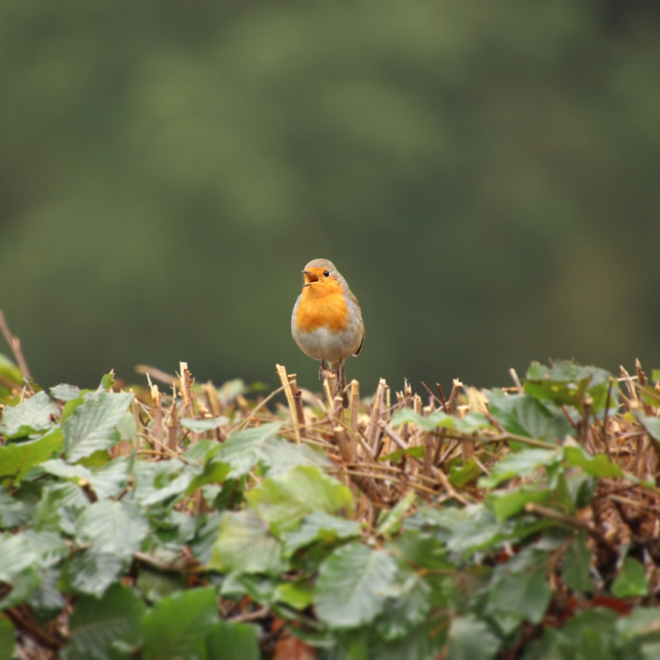 Roodborstje - Vogels - 