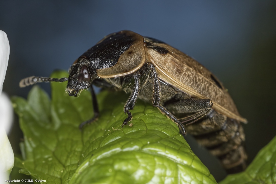 Rupsenaaskever (Dendroxena quadrimaculata) - Geleedpotigen - Rupsenaaskever