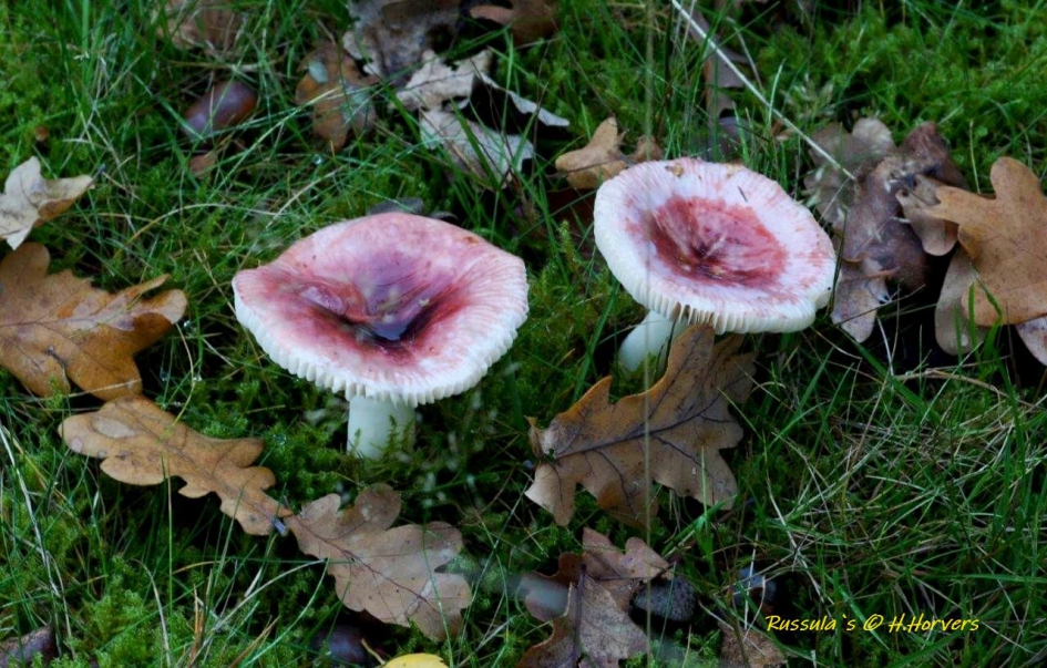Russulas - Schimmels - Russulas