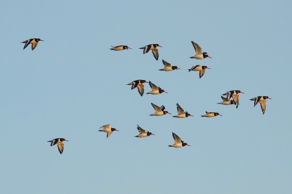 Passanten in winterkleed - Vogels - Scholekster