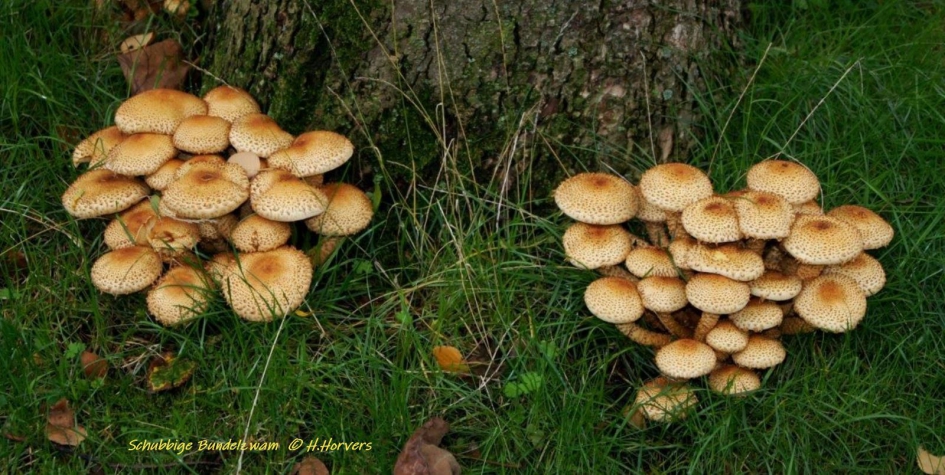 Schubbige Bundelzwam - Schimmels - Schubbige Bundelzwam