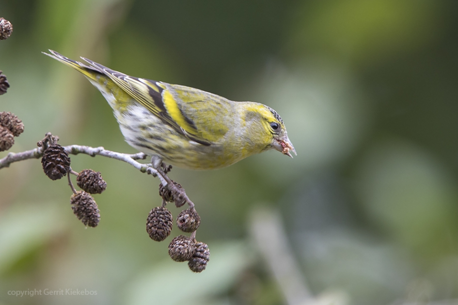 sijs eet van elzenproppen. - Vogels - sijs