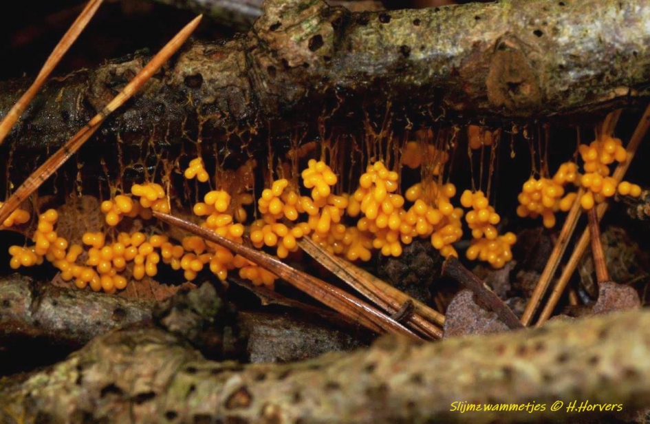 Slijmzwammetjes - Schimmels - Slijmzwammetjes