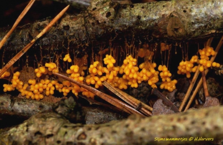 Slijmzwammetjes