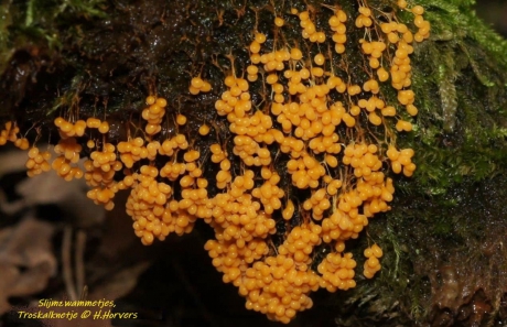Slijmzwammetjes  (Troskalknetje)