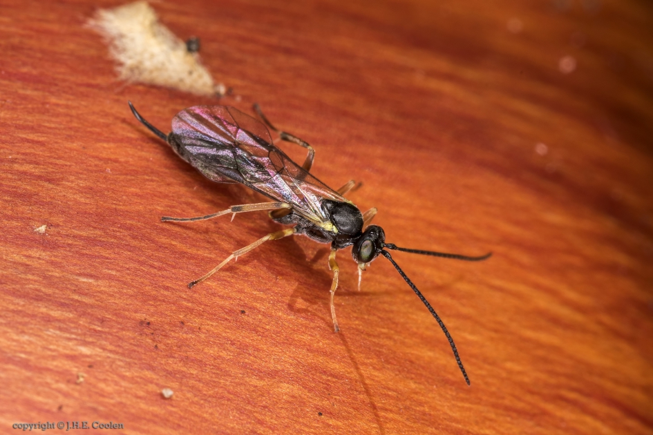 Sluipwesp - Geleedpotigen - Sluipwesp