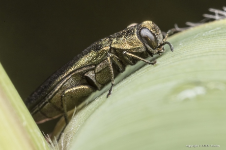 Smalbuikje (Agrilus sp.)